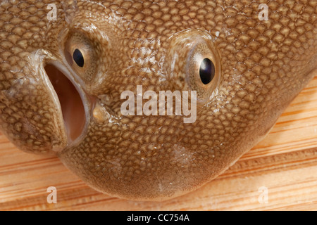 In prossimità della testa di una sogliola di Dover pesce piatto Foto Stock