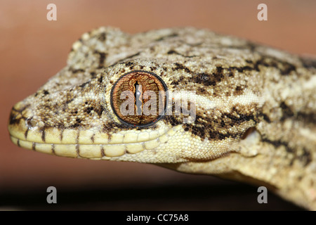 Un simpatico rapa-tailed Gecko (Thecadactylus rapicauda) nell'Amazzonia peruviana isolato con abbondanza di spazio per il testo Foto Stock