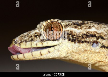 Un simpatico rapa-tailed Gecko (Thecadactylus rapicauda) nell'Amazzonia peruviana isolato con abbondanza di spazio per il testo Foto Stock