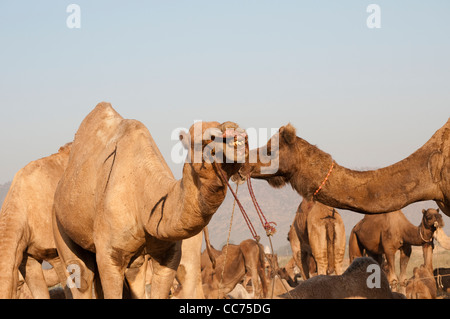 Due cammelli comunicante, Camel Fair, Pushkar, Rajasthan, India Foto Stock