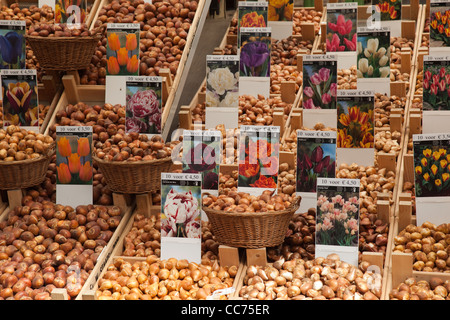 Il mercato dei fiori, Bloemenmarkt, a Amsterdam, Paesi Bassi Foto Stock