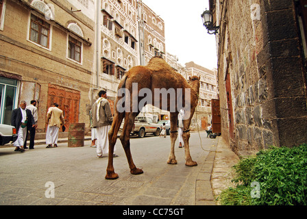 Yemen, Sanaa, vista posteriore della gente che cammina sulla strada con il cammello in piedi dalla porta fuori dall'edificio Foto Stock