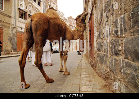 Yemen, Sanaa, vista posteriore della gente che cammina sulla strada con il cammello in piedi dalla porta fuori dall'edificio Foto Stock