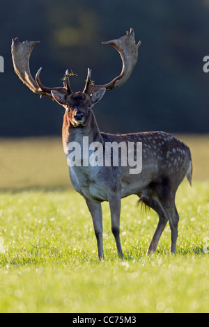 Daini (Dama Dama), Buck durante la routine, Royal Deer Park, Klampenborg, Copenaghen, Sjaelland, Danimarca Foto Stock