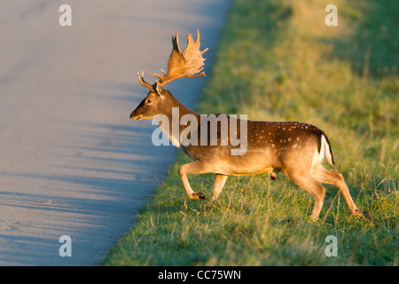 Daini (Dama Dama), Buck Crossing Road, Royal Deer Park, Klampenborg, Copenaghen, Sjaelland, Danimarca Foto Stock