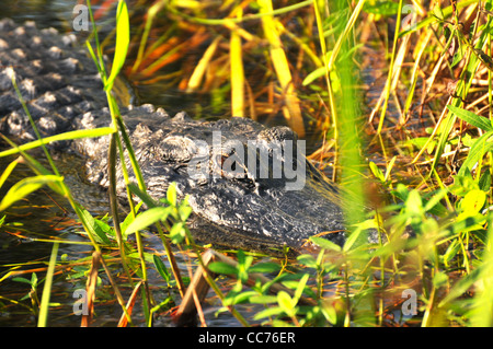 Florida alligator attende in acqua per preda Foto Stock