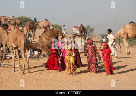 Vestiti in maniera colorata di Rajasthani donne, cammello, Fiera di Pushkar, Rajasthan, India Foto Stock