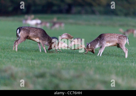 Daini (Dama Dama), due dollari i combattimenti durante la routine, Royal Deer Park, Klampenborg, Copenaghen, Sjaelland, Danimarca Foto Stock