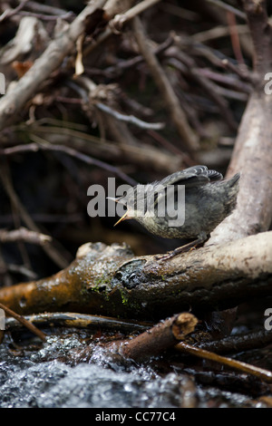 Bianco-throated bilanciere (Cinclus cinclus) o europea bilanciere chick Elemosinare il cibo Foto Stock