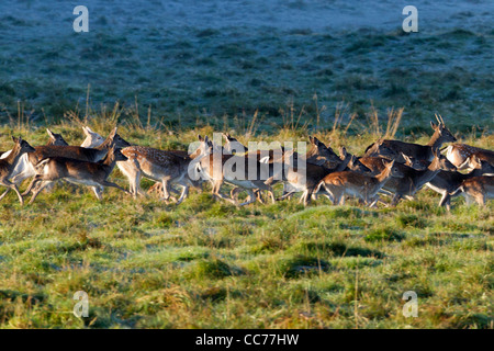 Daini (Dama Dama), allevamento di animali giovani e cerve in esecuzione, Royal Deer Park, Klampenborg, Copenaghen, Sjaelland, Danimarca Foto Stock