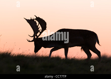 Daini (Dama Dama), Buck silhouette sull orizzonte al tramonto, Royal Deer Park, Klampenborg, Copenaghen, Sjaelland, Danimarca Foto Stock