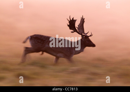 Daini (Dama Dama), Buck in esecuzione in luce all'alba, Royal Deer Park, Klampenborg, Copenaghen, Sjaelland, Danimarca Foto Stock