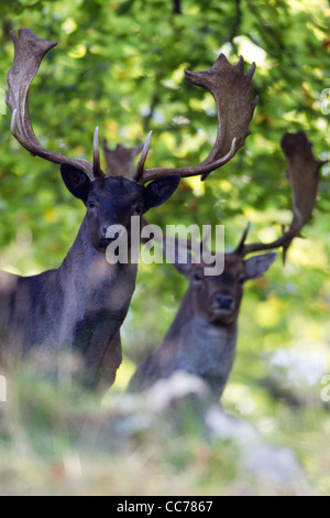 Daini (Dama Dama), due dollari su avviso nel bosco, Royal Deer Park, Klampenborg, Copenaghen, Sjaelland, Danimarca Foto Stock