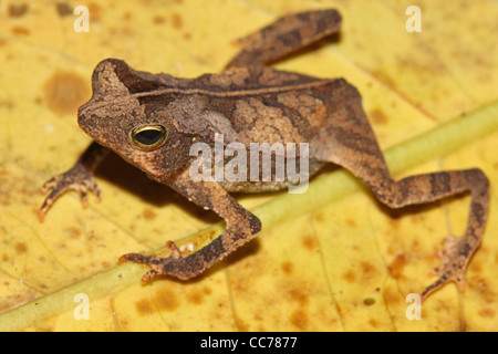 Un grazioso piccolo Dead-foglia di imitare Toad nell'Amazzonia peruviana Foto Stock