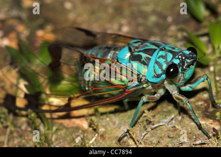 Un incredibilmente bella cicala blu nell'Amazzonia peruviana Foto Stock