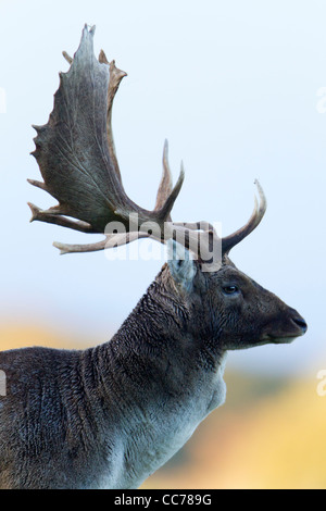Daini (Dama Dama), Ritratto di capitali Buck, Royal Deer Park, Klampenborg, Copenaghen, Sjaelland, Danimarca Foto Stock
