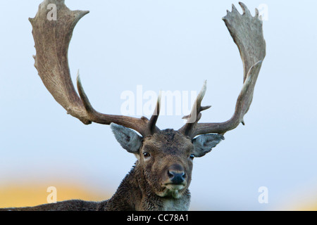 Daini (Dama Dama), Ritratto di capitali Buck, Royal Deer Park, Klampenborg, Copenaghen, Sjaelland, Danimarca Foto Stock