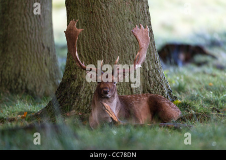 Daini (Dama Dama), Buck in appoggio in legno, Royal Deer Park, Klampenborg, Copenaghen, Sjaelland, Danimarca Foto Stock