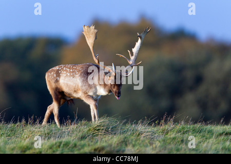 Daini (Dama Dama), Buck durante la routine, Royal Deer Park, Klampenborg, Copenaghen, Sjaelland, Danimarca Foto Stock