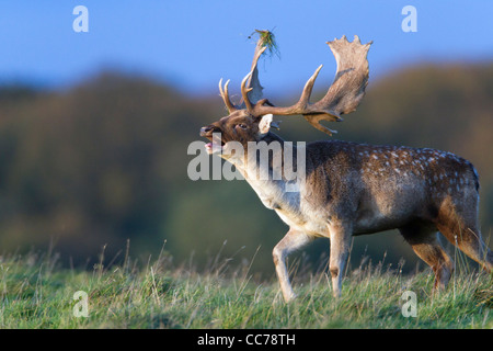 Daini (Dama Dama), Buck ruggente durante il solco, Royal Deer Park, Klampenborg, Copenaghen, Sjaelland, Danimarca Foto Stock