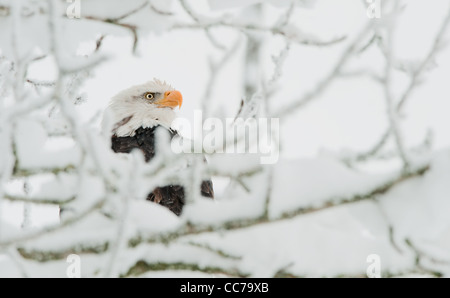 Inverno ritratto di aquila calva Foto Stock