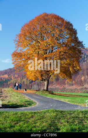 Comune di Tiglio (Tilia europaea), in Colore di autunno, tre persone con il cane a camminare passato, Hessen, Germania Foto Stock