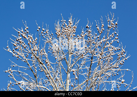 Coperta di neve rami del grande albero con frutta o dadi contro un cielo blu Foto Stock