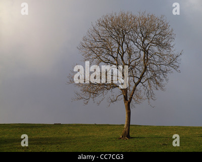 Giovani frassino Fraxinus excelsior crescente nelle aree montane impostazione contro il cielo grigio in inverno Foto Stock