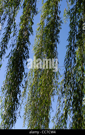 Composizione fatta di appendere verticale salice piangente (Salix Babylonica) rami formanti colonne di verde di foglie contro il cielo blu Foto Stock