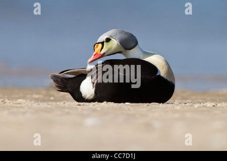 Re Eider adulto drake Foto Stock