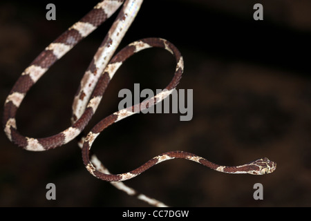 Un Blunthead Treesnake (Imantodes cenchoa) dall'Amazzonia peruviana isolato con abbondanza di spazio per il testo Foto Stock