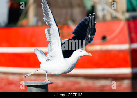 Nero-backed Seagull (Larus fucus), in decollo del volo, Gillelije Harbour, Sjaelland, Danimarca Foto Stock