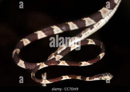 Un Blunthead Treesnake (Imantodes cenchoa) dall'Amazzonia peruviana isolato con abbondanza di spazio per il testo Foto Stock