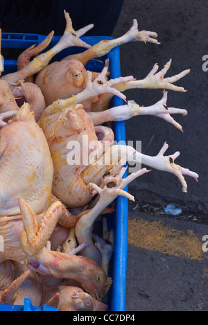 Un mucchio di pollame in un blu cassa in plastica con le gambe e i piedi che si estende oltre il bordo della cassa contro uno sfondo scuro. Foto Stock