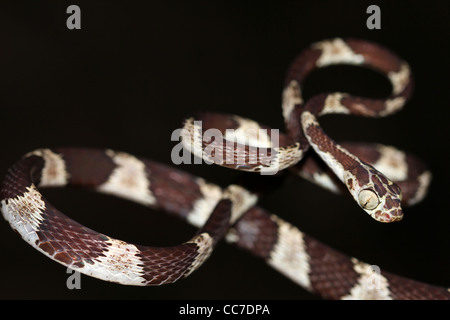 Un Blunthead Treesnake (Imantodes cenchoa) dall'Amazzonia peruviana isolato con abbondanza di spazio per il testo Foto Stock