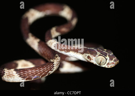 Un Blunthead Treesnake (Imantodes cenchoa) dall'Amazzonia peruviana isolato con abbondanza di spazio per il testo Foto Stock