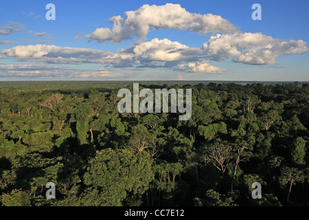 Primario della foresta di pioggia visto dall'aria nella regione di Madre de Dios, Perù Foto Stock