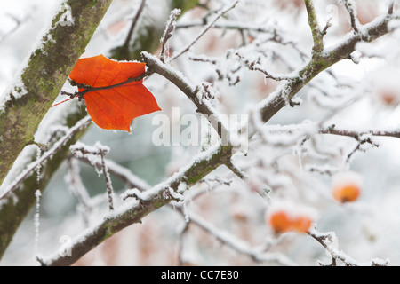 Tulip Tree (Liriodendron Tulipifera), Autumn Leaf catturato sul ramo da Frosty Meteo, Bassa Sassonia, Germania Foto Stock
