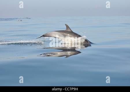 Delfino comune giocando al sole Foto Stock