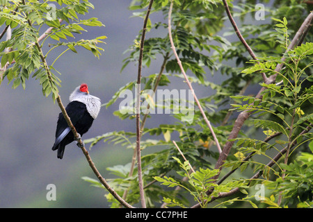 Seychelles bird - Blu piccione Foto Stock