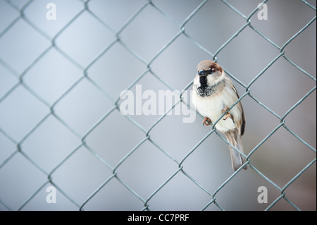 Carino sparrow seduto in un recinto con blured sfondo grigio Foto Stock