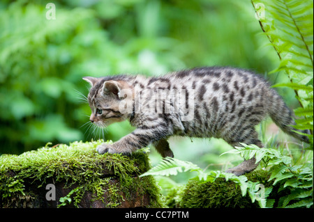 Carino wildcat baby (lat. Felis silvestris) Foto Stock