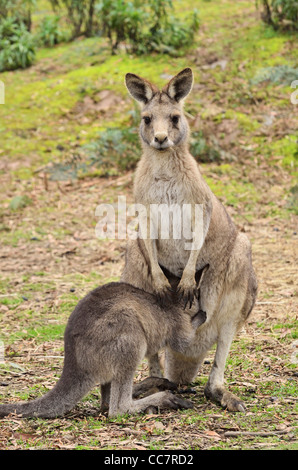Grigio orientale canguri, Tasmania, Australia Foto Stock