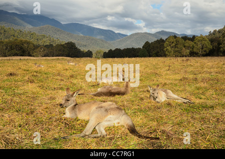 Grigio orientale canguri, Geehi, Kosciuszko National Park, New South Wales, Australia Foto Stock