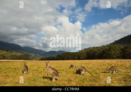 Grigio orientale canguri, Geehi, Kosciuszko National Park, New South Wales, Australia Foto Stock