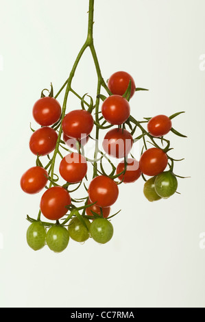 Ciliegia pomodori uva Foto Stock