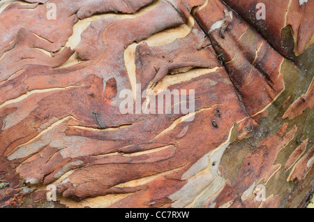 Close-up di neve Gum Tree, Alpine National Park, Victoria, Australia Foto Stock