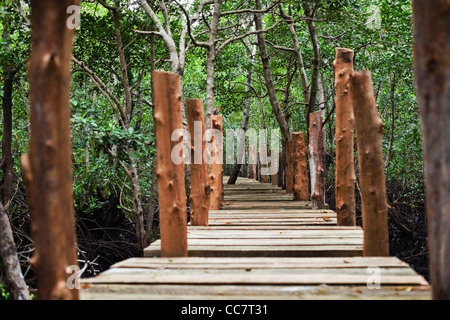 Passeggiata nella foresta, palude di mangrovie, Zanzibar, Tanzania Foto Stock