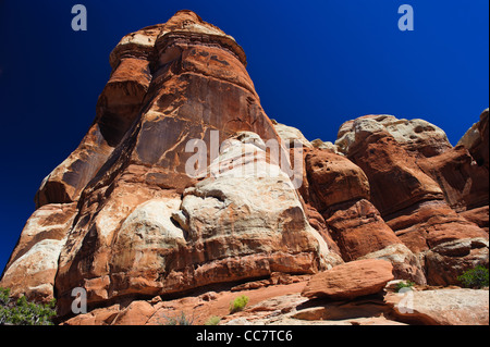 Aghi nel parco nazionale di Canyonlands, Utah, Stati Uniti d'America Foto Stock