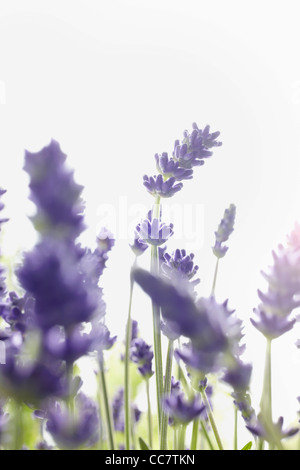 Close-up di lavanda Foto Stock